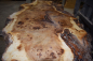 Preview: Burl popular (populus spp.) MPA-1-14