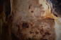 Preview: Burl popular (populus spp.) MPA-1-14