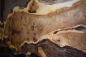 Preview: Burl popular (populus spp.) MPA-1-14