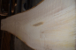 Preview: european Nuttree plank (NB-W-13-7)