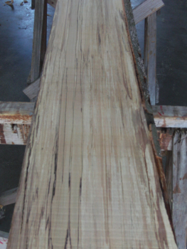 beech plank (BU-4_2)
