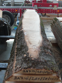 Marple Plank (BA-7-7) not trimmed