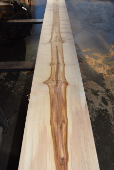 Bergahorn Bohle (BA19-5) besäumt