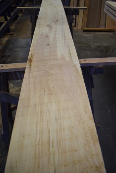 Bergahorn Bohle (BA22-9)