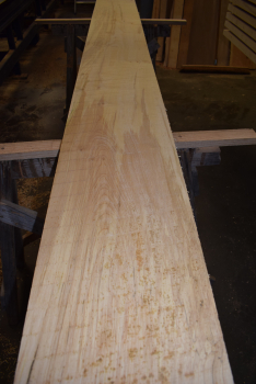 Bergahorn Bohle (BA22-9)