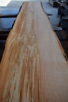 beech plank (BU-11-11)