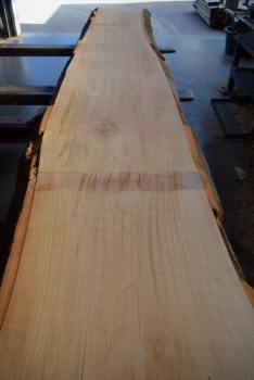 beech plank (BU-11-12)