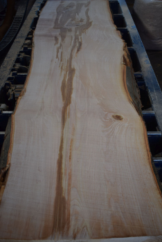 beech plank (BU-11-2)