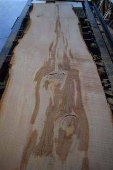 beech plank (BU-11-2)