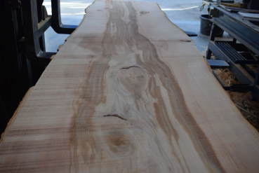 beech plank (BU-11-3)