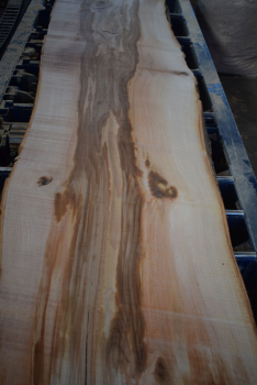 beech plank (BU-11-3)