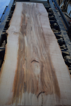 beech plank (BU-11-4