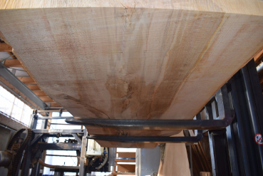 beech plank (BU-11-6)