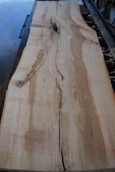 beech plank (BU-11-6)