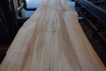 beech plank (BU-11-9)