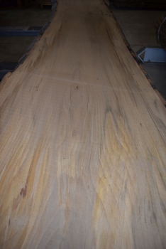 beech plank (BU-12-7)