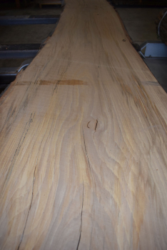 beech plank (BU-12-8)