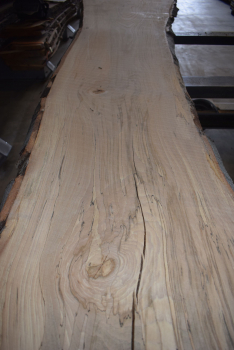 beech plank (BU-12-8)