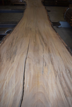 beech plank (BU-12-9)