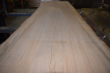 beech plank (BU-13-3)