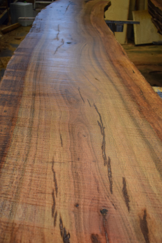 Cork Oak plank (E-K-1-6)