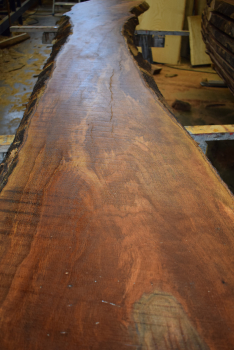 Cork Oak plank (E-K-1-9)