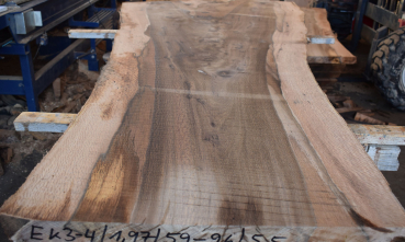 Cork Oak plank (E-K-3-4)