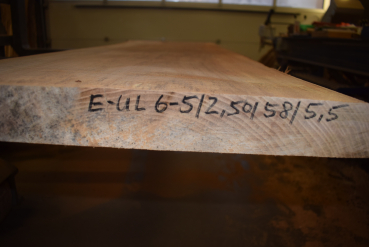 Ulme  E-UL-6-5 (Ulmus)