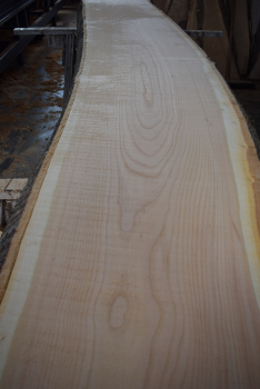 Cherry plank (K20-2)