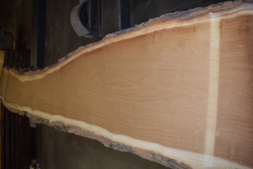 Maulbeerbaum Bohle MBB-1-1 (Morus rubra)