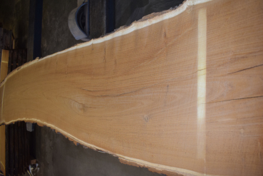 Maulbeerbaum Bohle MBB-1-2 (Morus rubra)