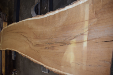 Maulbeerbaum Bohle MBB-1-3 (Morus rubra)