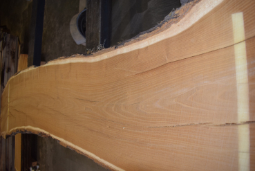 Maulbeerbaum Bohle MBB-1-5 (Morus rubra)