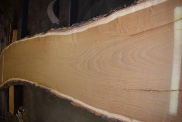 Maulbeerbaum Bohle MBB-1-6 (Morus rubra)