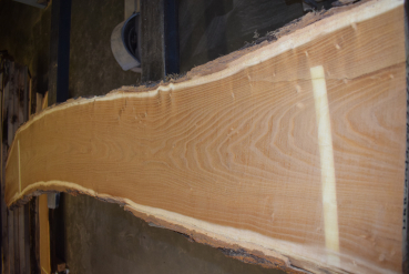 Maulbeerbaum Bohle MBB-1-7 (Morus rubra)