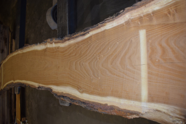 Maulbeerbaum Bohle MBB-1-8 (Morus rubra)