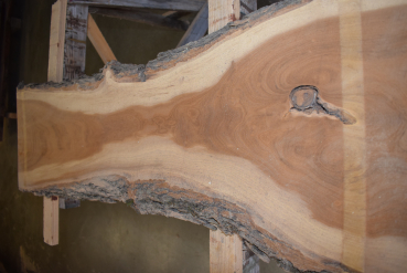 Maulbeerbaum Bohle MBB-3-1 (Morus rubra)