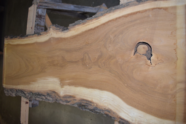 Maulbeerbaum Bohle MBB-3-2 (Morus rubra)