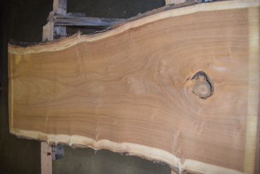 Maulbeerbaum Bohle MBB-3-4 (Morus rubra)