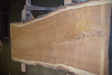 Maulbeerbaum Bohle MBB-3-5 (Morus rubra)