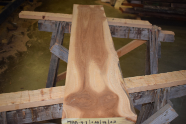 Maulbeerbaum Bohle MBB-4-1 (Morus rubra)
