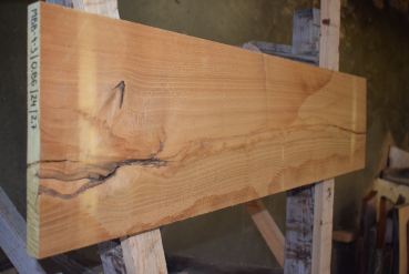 Maulbeerbaum Bohle MBB-4-3 (Morus rubra)