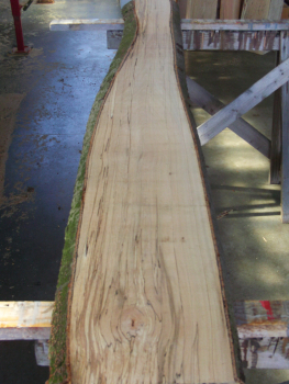 beech plank (BU-E14)