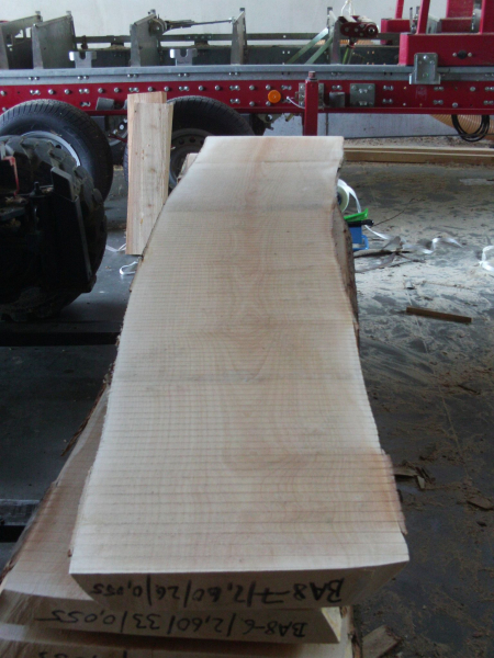 Bergahorn Bohle (BA17-5) besäumt