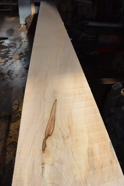Bergahorn Bohle (BA18-9) besäumt