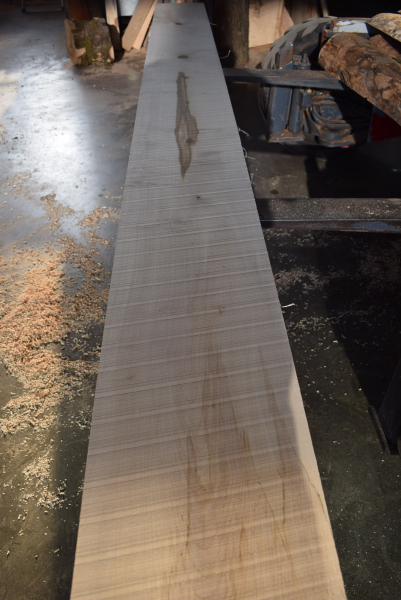 Bergahorn Bohle (BA19-6) besäumt