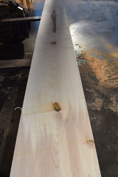 Bergahorn Bohle (BA19-6) besäumt