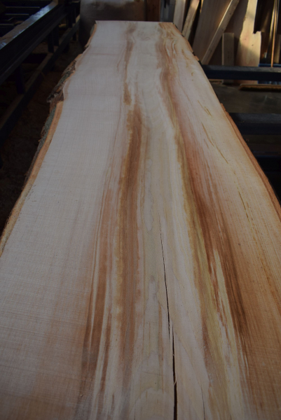 beech plank (BU-11-10)