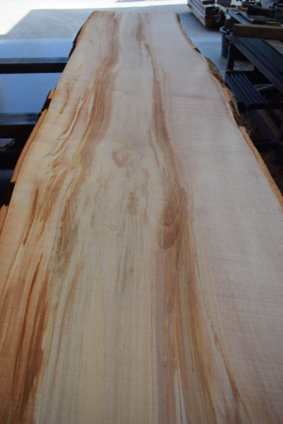 beech plank (BU-11-10)