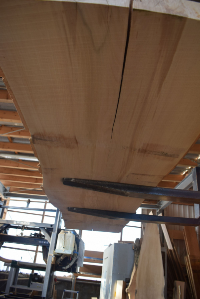 beech plank (BU-11-10)